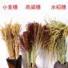 Decorações Agrícolas, Espigas de Trigo, Flores Secas, Espigas de Arroz, Sorgo, Painço, Caules de Gergelim, Galhos Secos, Buquês de Flores, Arranjos Florais, Adereços para Festa da Colheita