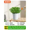 Planta Repelente de Mosquitos em Vaso para Interior e Exterior Gerânio Fragrante Mudas Hortelã Repelente de Mosquitos Planta Verde Anti-Mosquito e Repelente de Mosquitos