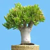 Planta suculenta de dinero en maceta, árbol de la fortuna de pila vieja, planta suculenta súper grande, flores de escritorio para sala de estar de interior