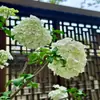 Muda de Árvore de Hortênsia Chinesa Douqiongqiong Hua Vila de Jardim Resistente ao Frio Resistente ao Calor Quatro Estações Tipo Maqiu Mudas de Plantas para Verdejamento