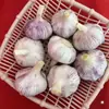 Nuevo Ajo Seco de Este Año 2.5kg Dientes de Ajo Grandes, Dientes de Ajo Nuevos Cultivados en Granja a Partir de 250g, Ajo de Piel Morada-Blanca, Verduras de Temporada, Caja Completa