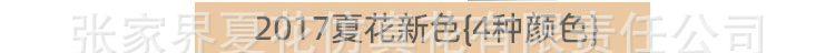 油画卷边玫瑰花头_37.jpg