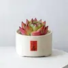 Conjunto fofo de plantas de interior para mesa para jardim de infância, fácil de cultivar e cuidar, pequenas plantas em vasos