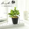 Simulação de flor falsa planta folha bonsai criativo pequenos ornamentos simulação de fornecimento direto da fábrica de flores simulação planta em vaso uma geração de cabelo