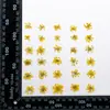 Flor Nieve Perla Deflector Flor Material Gota de Goma Flor Seca diy Flor Hecha a Mano Planta Flor Enseñanza Flor Seca Espécimen Flor Verdadera Natural