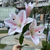 Lirio blanco 3D con tacto suave, lirio de 3 cabezas con tacto suave, ideal para bodas, decoración del hogar, hotel, flores falsas al por mayor