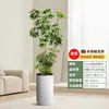 Vaso interno de madeira para pés de pato em formato de pé de pato purifica o ar na sala de estar do escritório durante todo o ano, planta verde grande e perene