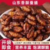 Pupas de Gusano de Seda Crujientes Listas para Comer, Especialidad de Shandong, Pupas de Gusano de Seda Pequeñas Fritas Cinco Especias, Snacks Cocidos, Venta al por Mayor para Uso Comercial