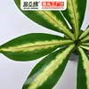 Planta de Simulação Planta Verde Planta em Vaso Decorativa Folha Falsa 9 Garfos Coração Amarelo Grama Dragão de Fogo Material de Parede Correspondente Flor Falsa Cola Folha