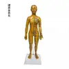 Fengfan 40cm Modelo de cuerpo humano de puntos de acupuntura de medicina china mapa de los doce meridianos modelo de puntos de acupuntura del cuerpo humano de cobre piel humana pequeña