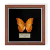 Especimen de Mariposa Real Colgante de Madera Estilo Nórdico Simple Moderno Regalo de Cumpleaños Marco de Fotos de Madera Simple