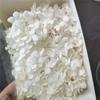 Anna Hortênsia 20G/Caixa Flor Imortal Flor Eterna Caixa de Presente Material de Flor Flor Seca Flor Preservada Material de Flor Imortal