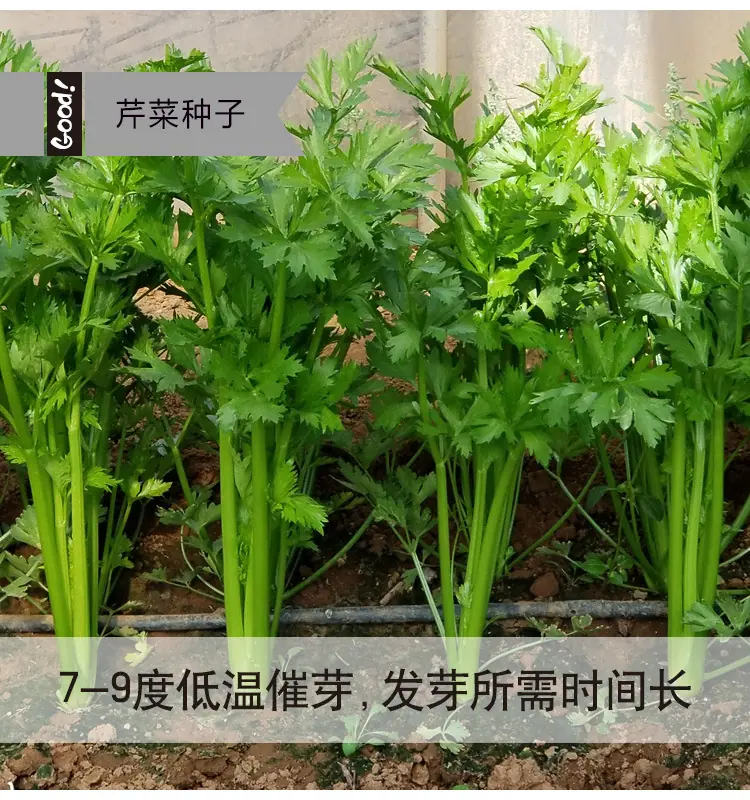 小香芹03-3