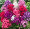 Semillas de Zhizhi de Baja Resistencia al Frío, Semillas de Flores de Phlox, Semillas de Flores, Balcón Norte Exterior para las Cuatro Estaciones, Semillas de Flores Vivas Resistentes al Frío Siempre que Vean el Suelo