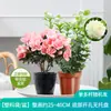 Planta de Semillero de Jazmín Cabeza de Tigre en Maceta Sala de Estar Doble Pétalo Espécimen Antiguo Fragancia Fuerte Gardenia Jiulixiang Planta Fácil de Cultivar en Cuatro Estaciones Planta Verde