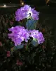 Lámpara de Suelo de Hortensia Simulada Solar Impermeable para Exteriores Lámpara Decorativa de Jardín para Patio Césped Venta Caliente Temu