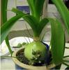 Bulbos de Flores Verdes em Vaso, Cebolas do Mar, Olho de Tigre Perene, Bolas de Vidro, Plantas Floridas em Vaso para Apreciação Interna