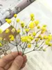 Pacote de Material DIY Flor Eterna 1g Gradiente Cabeça Grande Mosquitinho Estrela Milionária Buquê de Flores Secas Flor Eterna Flor Real