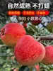 Yunnan Zhaotong Cidade Doce de Rocha Coração Maçã Feia 2001 Fresca Caixa Inteira Colhida Frescamente Enviada Presente Naturalmente Madura China