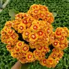 Kalanchoe en maceta de doble pétalo zorro dorado flor grande con capullos plántulas cuatro estaciones floración interior plantas de flores fáciles de cultivar