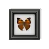 Raro Adorno Pequeño de Insecto Precioso con Rayas Verdes, Espécimen de Mariposa Azul, Regalo de Cumpleaños para Personas Mayores, Amigos o Niñas, Marco de Espécimen de Mariposa