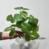 Yang-contendo simulação de folha de planta verde filme 7 garfo folha arranjo de flores material loja de engenharia decoração ferramenta de fotografia ao ar livre
