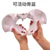 Modelo Móvil de Músculos Pélvicos Femeninos y Modelo de Músculos del Suelo Pélvico Útero Pelvis Parto Modelo de Enseñanza de Partería
