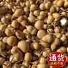 Calabaza Pequeña Fuente de Primera Mano con Cabeza de Dragón Juguete Natural Retorcido a Mano Puesto Callejero Suministro Wenwan Fábrica Real