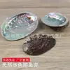 Concha de Abulón Concha Natural Caracola Accesorios para el Hogar Acuario Paisajismo DIY Adornos de Salvia Quemada