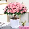Planta de azalea en maceta, planta de interior con flores y capullos, ejemplar grande y maduro, florece durante todo el año, fácil de cultivar y mantener, planta verde