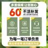 Plántulas de Osmanthus Árbol Grande Nativo Osmanthus Dorado de Agosto Patio Exterior Balcón Plantas Florecen Todo el Año Flor Interior Plantas en Maceta