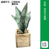 Vaso de Flor de Orquídea Tigre Simulada Estilo Moderno Simples Planta Verde Simulada Planta Bonsai Pequena em Vaso Artificial de Mesa Orquídea Tigre