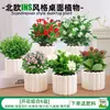 Las plantas en maceta son fáciles de cuidar en las salas de estar interiores.; plantas verdes hidropónicas, bonsáis creativos, plantas de la suerte, plantas pequeñas en maceta y árboles de la fortuna son todas excelentes opciones