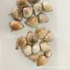 Concha Exquisita com Motivos de Nuvem, Concha Natural da Moda Atacado, Acessórios DIY Banhados a Ouro, Concha de Acrílico