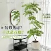 Planta Viva Jacaranda Sala de Estar Planta Grande en Maceta Interior Fácil de Mantener de Pie Flor Real Paisaje Jardinería para Absorber Formaldehído