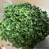 Flor Eterna Hortênsia Anna Pétalas de Hortênsia Hortênsia de Folha Grande Material de Flor para DIY Pacote de Material de Flor Flutuante para Aromaterapia Atacado