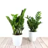 Árvore da Fortuna Planta em Vaso Grande Árvore da Fortuna Planta Verde Pequena Árvore da Fortuna Sala de Estar Escritório Flores de Interior Bonsai Cordão da Fortuna