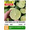 Dropshipping: pequeño árbol de lima, pequeño árbol de kumquat, pequeño árbol de limón naranja verde de Hainan, árbol frutal en maceta para balcón, plántulas frutales