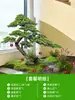 Simulação Plantas Verdes Paisagem Pinheiro de Boas-Vindas Árvore Falsa Hotel Villa Pátio Debaixo da Escada Paisagismo Interno Micro Decoração Podocarpus