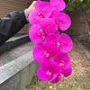 Alta imitação 3D Phalaenopsis fabricantes de comércio exterior branco 9 cabeças Phalaenopsis com toque 3D casamento decoração de casa flores artificiais atacado