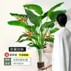Ave del Paraíso Planta Hidropónica Sala de Estar Casa Próspera Planta Verde Interior Strelitzia Reginae Todo el Año Absorción de Formaldehído Oficina Escritorio Planta en Maceta