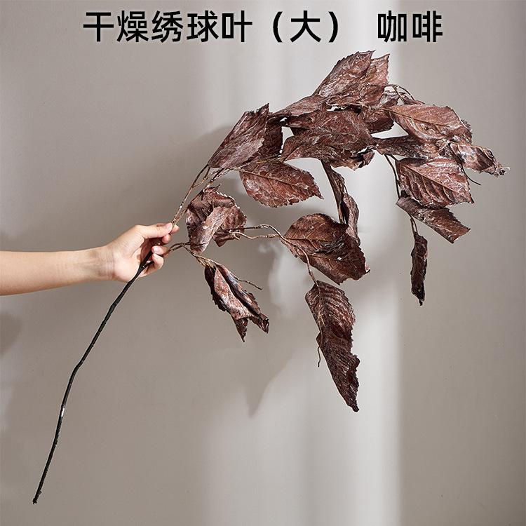 干燥绣球叶（大） 咖啡