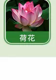 日用香精系列明细_09.jpg