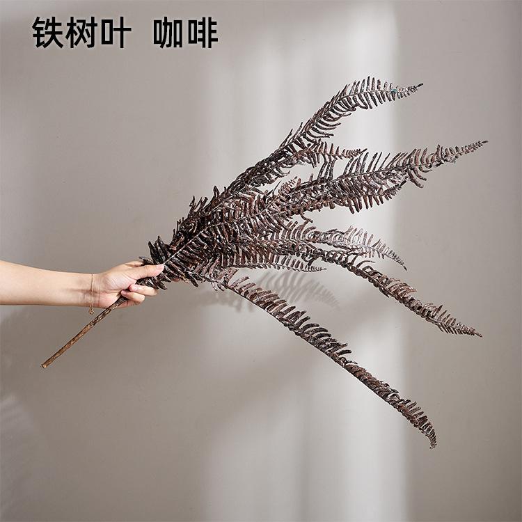 铁树叶  咖啡