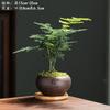 Helecho Asparagus Plantas en Maceta Plantas Verdes de Interior para Oficina Plantas con Flores en Maceta Bonsái Perenne Plantas Pequeñas en Maceta para Todas las Estaciones