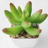 Suculenta Simulada Cabeça de Flor Suculenta Simulada Bonsai Simulado Acessórios DIY Fabricante Cor Personalizada Conjunto de Cabeças de Flor Suculenta