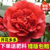 Dropshipping Plántulas de Camelia Xiangfei Plantas de Camelia en Maceta Florecen en Todas las Estaciones y Son Buenas para Alimentar Interiores Sala de Estar Balcón Exterior