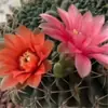 Cactus Jade Fucsia Planta con Flor en Maceta Planta Verde de Interior Fácil de Mantener para Principiantes Oficina Escritorio de Computadora Planta Pequeña en Maceta