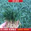 A Grama de Dragão de Jade Ophiopogon Japonicus Anão do Japão é Sempre Perene em Todas as Estações e Não Possui Grama de Dragão de Jade Alta. Pode Ser Usada para Terrenos Frios, Secos e Áridos. É Durável ao Pisoteio.