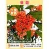 Árbol de Osmanthus Árbol Grande Osmanthus Joven Todo el Año Osmanthus Dorado Todo el Año Osmanthus en Maceta Árbol para Paisaje de Patio Planta Árbol Árbol para Paisaje